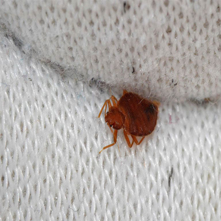 Control de Plagas Madrid