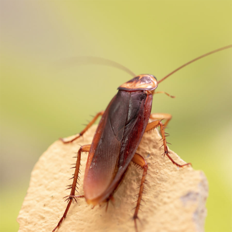 Control de Plagas Madrid