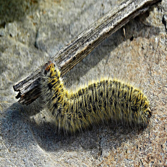 Control de Plagas Madrid